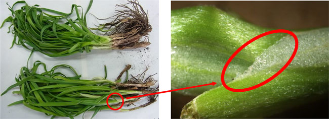 図1：葉が湾曲したニラ被害株、 図2：葉鞘部に発生した水疱状の隆起（写真提供：熊本県病害虫防除所）