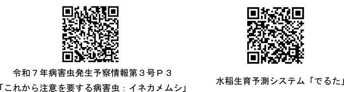 令和7年病害虫発生予察情報第3号P3「これから注意を要する病害虫：イネカメムシ」と水稲生育予測システム「でるた」