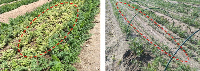 畝中央部の株が黄化した様子。トンネル被覆除去後・畝中央部の株の生育が停止した様子。トンネル被覆除去後（写真提供：兵庫県病害虫防除所）