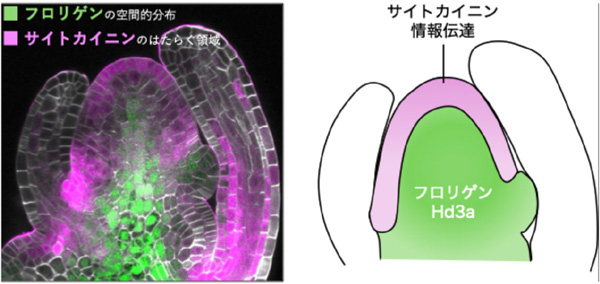 図4：メリステムにおけるフロリゲンとサイトカイニン情報伝達の空間的分布。（左）フロリゲンHd3a（緑）とサイトカイニン（マゼンタ）の働く領域、（右）フロリゲンとサイトカイニンの空間的分布の模式図