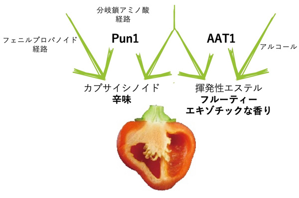 トウガラシ果実における香りと辛味成分の生合成は互いに影響する