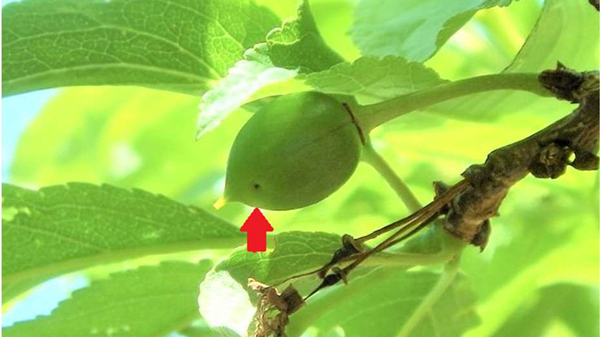 微小な侵入孔のある果実（写真提供：福岡県病害虫防除所）