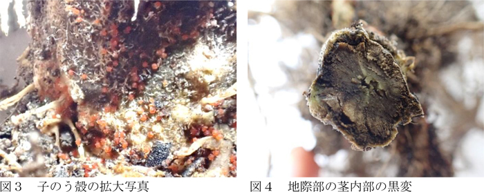 図3：子のう殻の拡大写真と図4：地際部の茎内部の黒変（提供：山口県病害虫防除所）