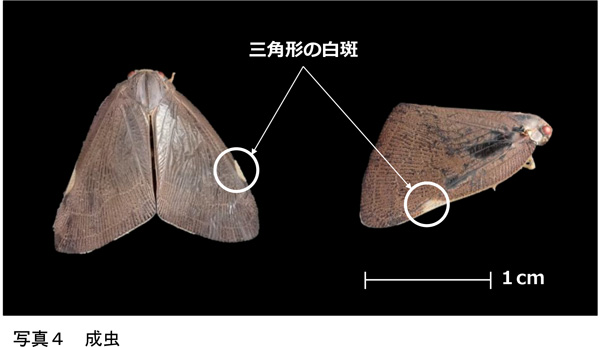 写真4：成虫（提供：滋賀県病害虫防除所）