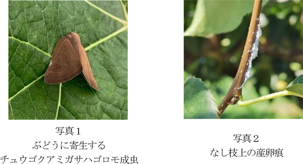 写真1：ぶどうに寄生するチュウゴクアミガサハゴロモ成虫（左）、写真2：なし枝上の産卵痕（提供：栃木県農業総合研究センター）