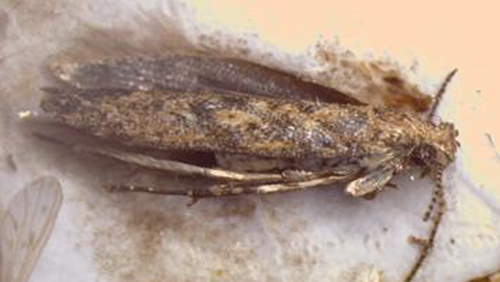 フェロモントラップで誘殺された成虫（写真提供：香川県農業試験場病害虫防除所）