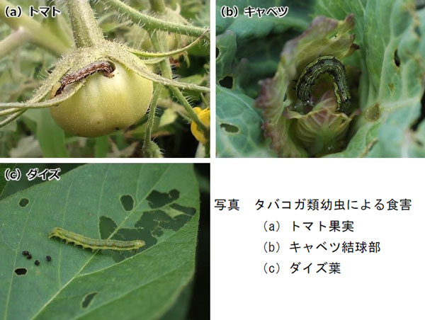 （提供：滋賀県病害虫防除所）
