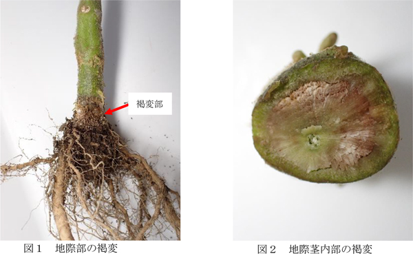 図1：地際部の褐変と図2：地際茎内部の褐変（提供：長崎県病害虫防除所）