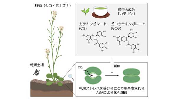緑茶で植物もストレスから開放　植物の乾燥適応経路を抑制する天然化合物を同定s.jpg