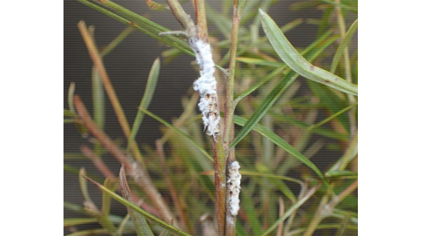 【特殊報】植木類にチュウゴクアミガサハゴロモ　府内で初めて確認　大阪府.jpg