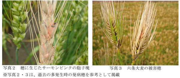 写真2：穂に生じたサーモンピンクの胞子塊※写真2・3は、過去の多発生時の発病穂（提供：埼玉県病害虫防除所）