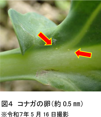 図：4コナガの卵（約0.5mm）　※5月16日撮影（提供：岩手県病害虫防除所）