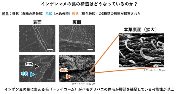 図1：インゲンマメの葉の構造