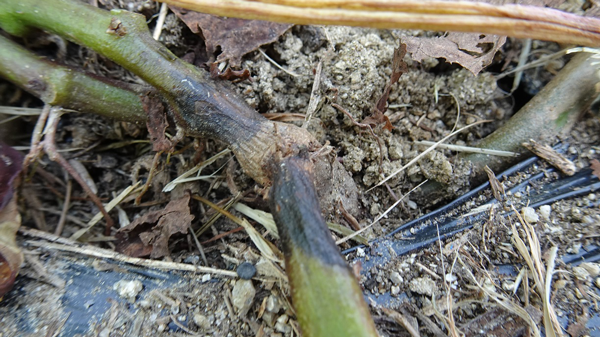 【特殊報】かんしょにサツマイモ基腐病　府内で初めて発生を確認　大阪府