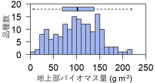 図2：深水条件下における温帯ジャポニカ165品種の地上部バイオマス量の頻度分布