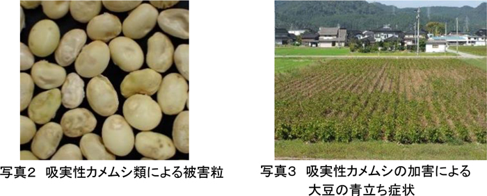 写真2：吸実性カメムシ類による被害粒、写真3：吸実性カメムシの加害による大豆の青立ち症状（提供：富山県農林水産総合技術センター）