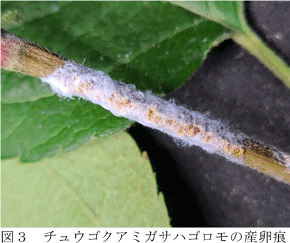図3：チュウゴクアミガサハゴロモの産卵痕（提供：長野県農業試験場）