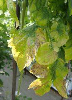 図3：被害葉（トマト）（提供：大阪府環境農林水産部）