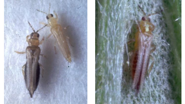 【特殊報】ピーマンえそ斑紋病　県内で初めて発生を確認　島根県
