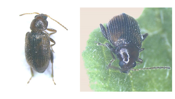 【特殊報】ナス、ジャガイモにタバコノミハムシ　県内で初めて確認　香川県
