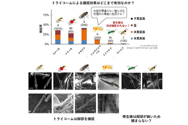害虫は図3：複数の昆虫種におけるトライコームへの付着数および脚部構造の観察結果