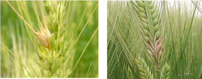 赤かび病の発生状況。小麦（左）と大麦（写真提供：福岡県病害虫防除所）