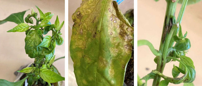 左から、写真1：生長点付近の退緑、萎縮、えそ症状、写真2：葉の輪紋、えそ症状、写真3：葉、茎のえそ症状（3点写真提供：茨城県農業総合センター園芸研究所）