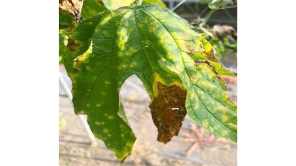 【特殊報】ニガウリ褐斑症状　国内のニガウリで初めて確認　群馬県.jpg