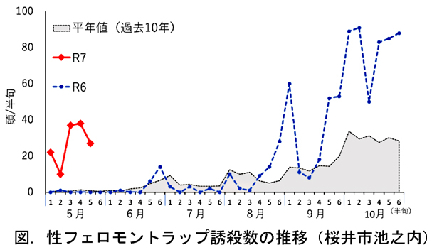図：性フェロモントラップ誘殺数の推移（桜井市池之内）