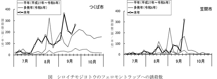 図：シロイチモジヨトウのフェロモントラップへの誘殺数