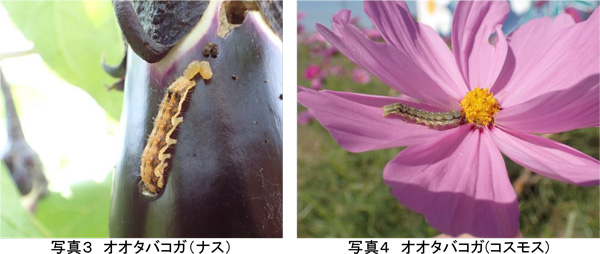 写真3：オオタバコガ（ナス）、写真4：オオタバコガ（コスモス）（提供：埼玉県病害虫防除所）