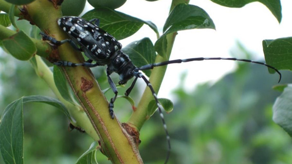 ゴマダラカミキリの成虫