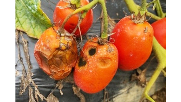 加工用トマト成熟期の病害による腐敗要因を解明　摂南大学.jpg