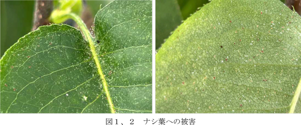 図：ナシ葉への被害（提供：徳島県立農林水産総合技術支援センター病害虫防除所）