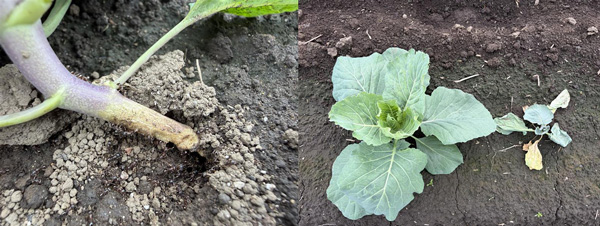 左から、図5：地際部への食害（キャベツ）、図6：食害による生育不良（キャベツ、右）（提供：宮崎県病害虫防除・肥料検査センター）