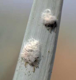 シロイチモジヨトウの卵塊と孵化直後の幼虫（写真提供：兵庫県病害虫防除所）