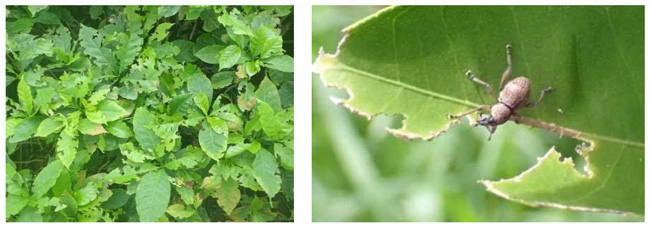 左から、図3：コーヒーノキ新葉の食害（写真提供：沖縄県病害虫防除技術センター）、図4：シークヮーサー葉の食害痕、図5：マンゴー果房の食害痕と果房上成虫