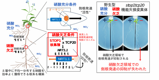 図：転写因子STOP1とTCP20が制御する植物の硝酸依存的な根系構造改変の分子メカニズム