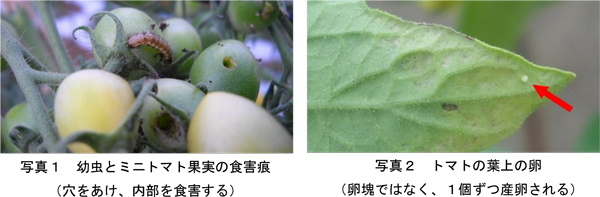 写真1：幼虫とミニトマト果実の食害痕。穴をあけ、内部を食害する、写真2：トマトの葉上の卵。卵塊ではなく、1個ずつ産卵（提供：千葉県農林総合研究センター）