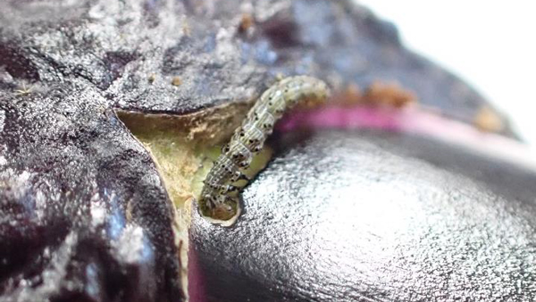 ナス果実に食入するオオタバコガ若齢幼虫（写真提供：埼玉県病害虫防除所）