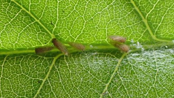 葉裏の主脈に沿って成虫が寄生する（写真提供：高知県県病害虫防除所）