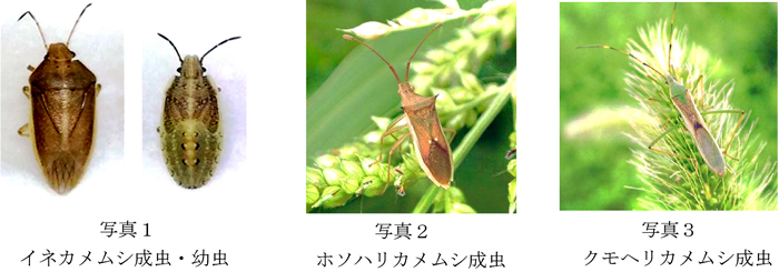 写真1：イネカメムシ成虫・幼虫、写真2：ホソハリカメムシ成虫、写真3：クモヘリカメムシ成虫（提供：福岡県病害虫防除所）