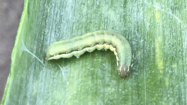 【注意報】ネギにシロイチモジヨトウ　県内全域で多発のおそれ　千葉県.jpg