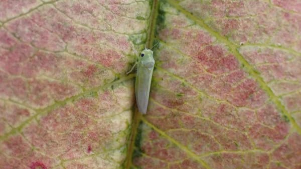 モモの葉に寄生するモモヒメヨコバイ成虫（写真提供：熊本県病害虫防除所）