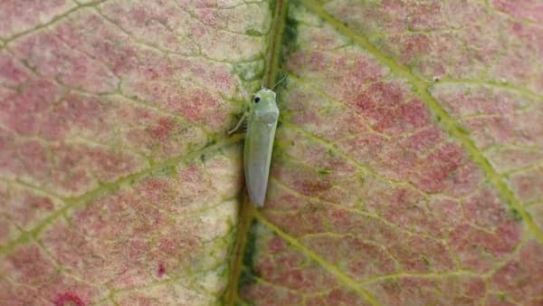 【特殊報】モモヒメヨコバイ　県内で初めて確認　熊本県