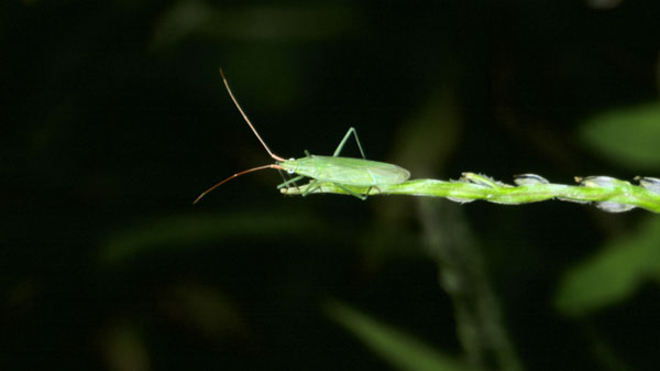 アカヒゲホソミドリカスミカメ（写真提供：青森県病害虫防除所）