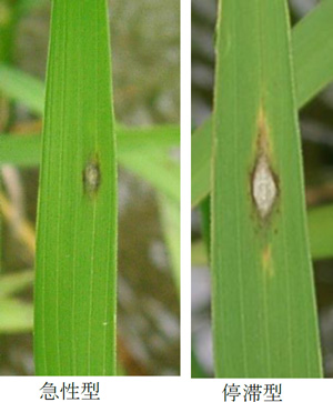 葉いもちの病斑。急性型（左）と停滞型（写真提供：山口県病害虫防除所）