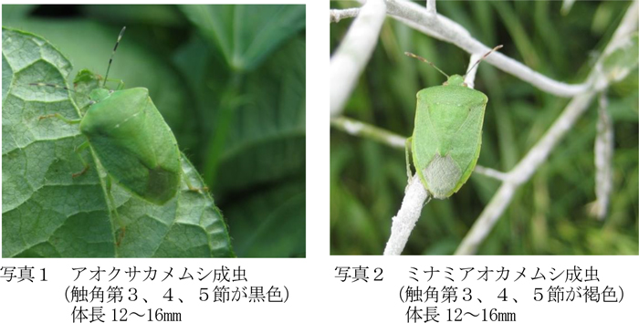 写真1：アオクサカメムシ成虫（触角第3、4、5節が黒色）体長12～16mm、写真2：ミナミアオカメムシ成虫（触角第3、4、5節が褐色）体長12～16mm（提供：京都府病害虫防除所）