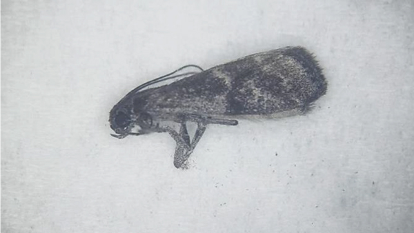 【特殊報】ナシにフタモンマダラメイガ　県内で初めて確認　島根県.jpg