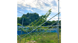 群馬県産キウイ生産へ　圃場10.7haを高崎市内で開園　日本農業
